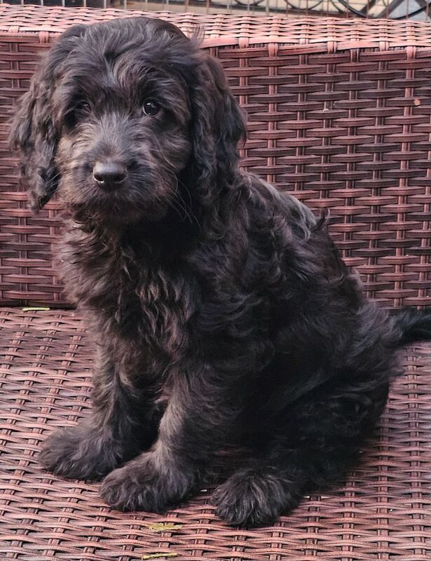 Cockapoo puppies for sale in Doncaster, South Yorkshire – 9 weeks old