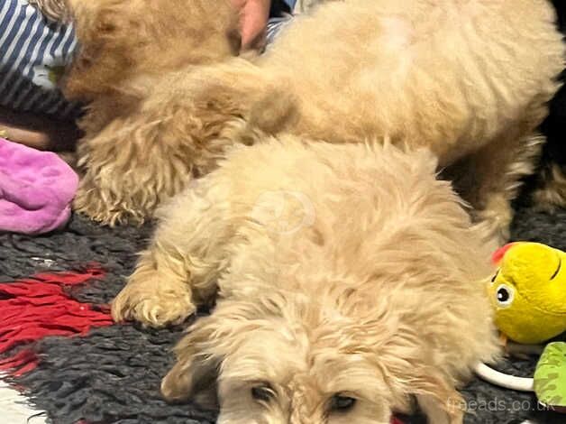 Cockapoo puppies for sale in Lincoln, Lincolnshire – 1 year old - Image 3 of 5