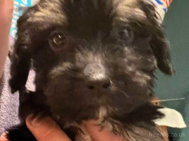 Cockapoo puppies for sale in Lincoln, Lincolnshire – 1 year old - Image 4 of 5