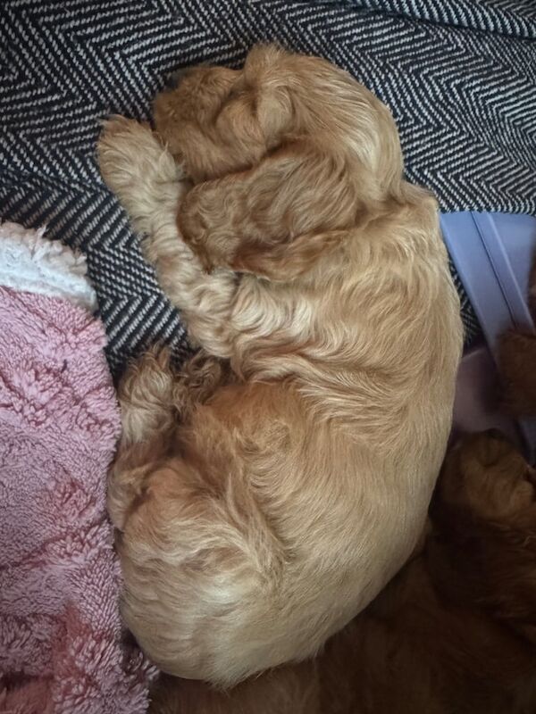Cockapoo puppies for sale in Beverley, East Riding of Yorkshire – 12 weeks old - Image 2 of 4