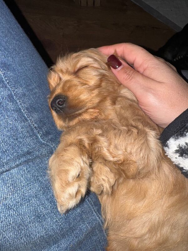 Cockapoo puppies for sale in Beverley, East Riding of Yorkshire – 12 weeks old - Image 3 of 4