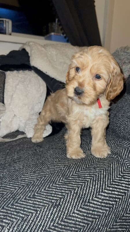 Cockapoo puppies for sale in Beverley, East Riding of Yorkshire – 12 weeks old - Image 4 of 4