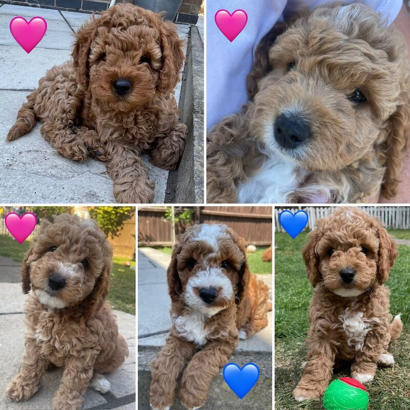 Cockapoo puppies, Ready this weekend! for sale in Leicester, Leicestershire