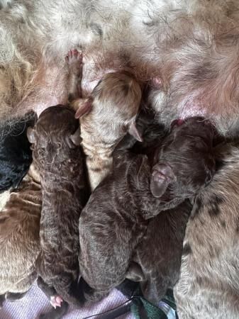 Cockapoo puppies for sale in Watford, Hertfordshire – 1 year old - Image 2 of 5