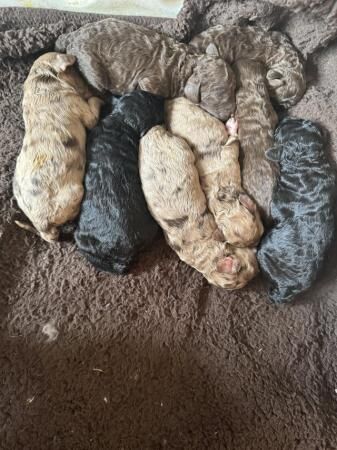 Cockapoo puppies for sale in Watford, Hertfordshire – 1 year old - Image 4 of 5