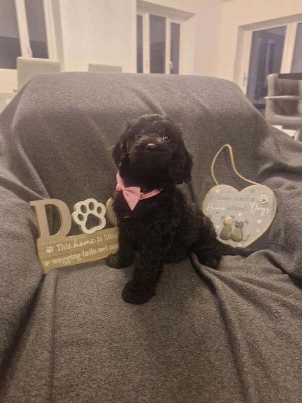 COCKAPOO Puppies Ready to Go for sale in Sunderland, Tyne and Wear