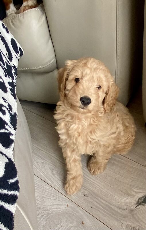 F1 Toy Cockapoo puppies - Image 2 of 13