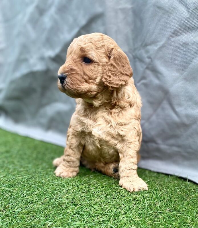 Cockapoo puppies ready to leave 12.08.26