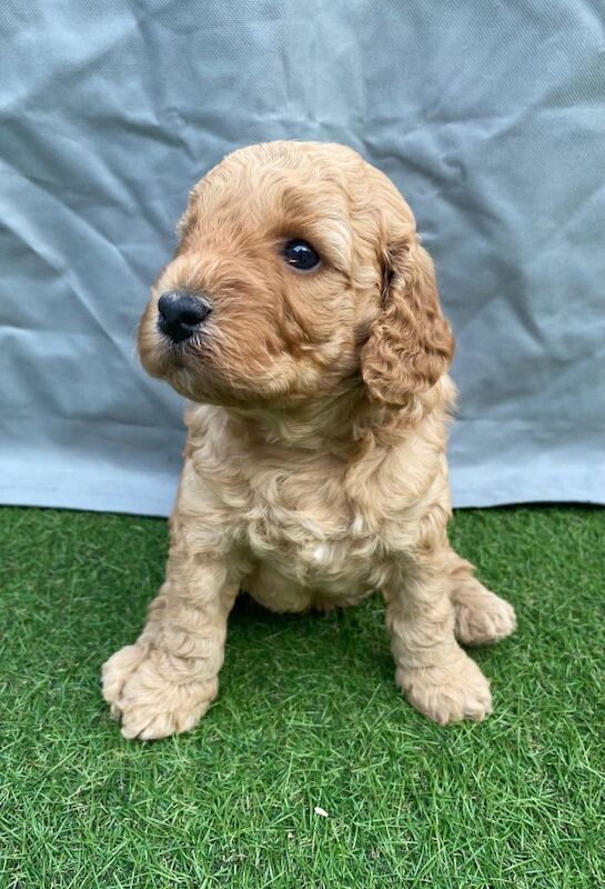 Cockapoo puppies ready to leave 12.08.26 - Image 3 of 3