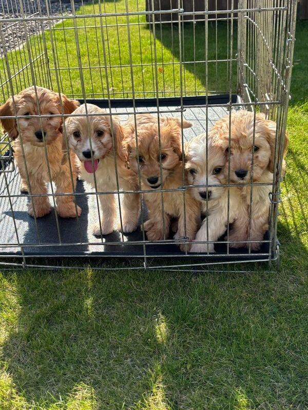 Cockapoo puppies for sale in Kirkcaldy, Fife – KC registered, 8 weeks old