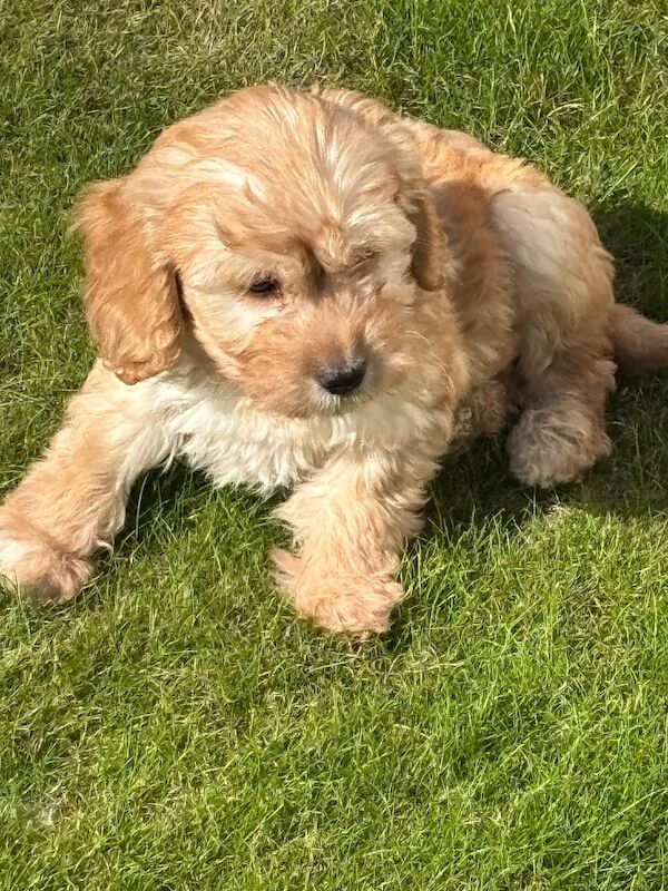 Cockapoo puppies for sale in Kirkcaldy, Fife – KC registered, 11 weeks old - Image 3 of 3
