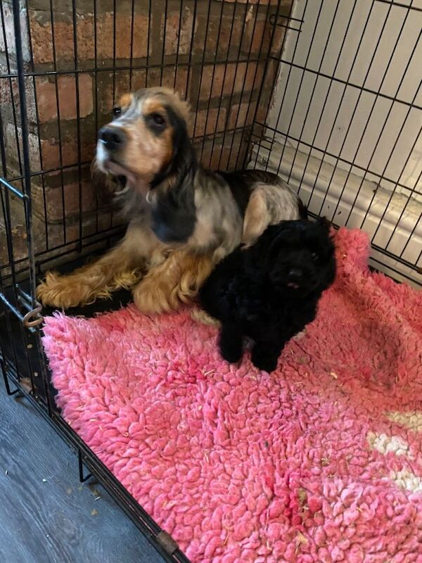 Cockapoo puppies ready to leave