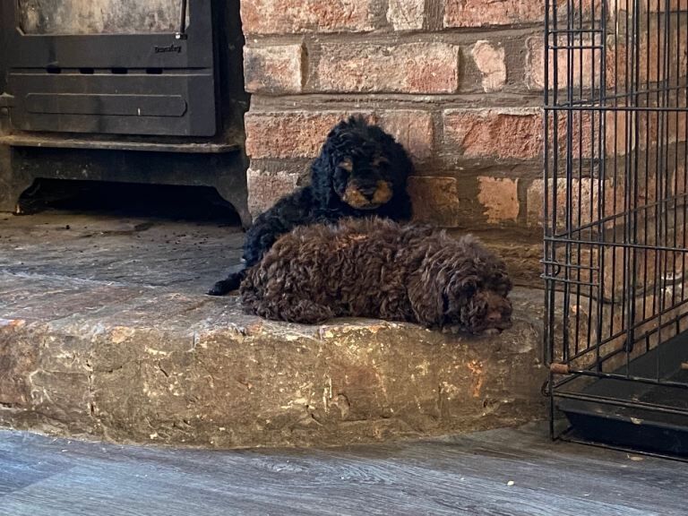 Cockapoo puppies ready to leave - Image 3 of 4