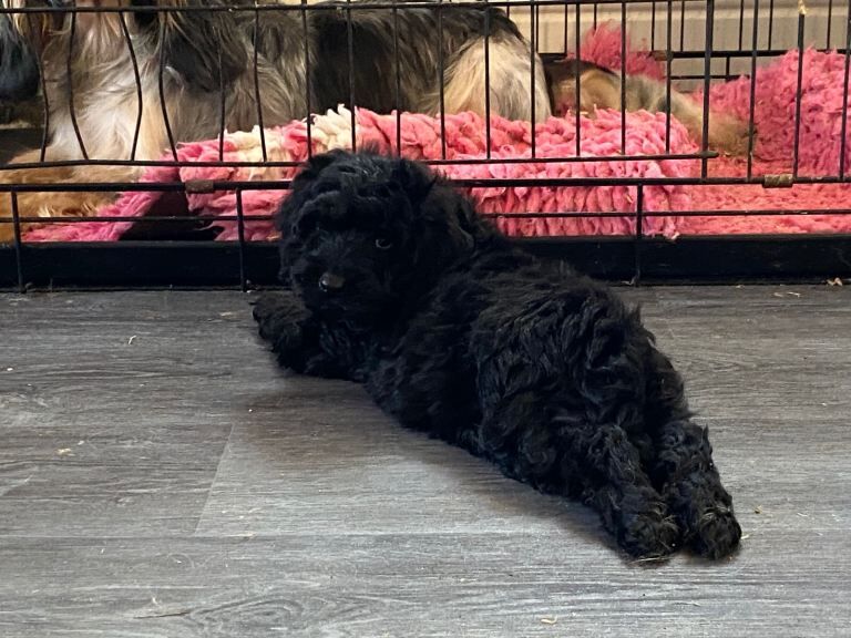 Cockapoo puppies ready to leave - Image 4 of 4