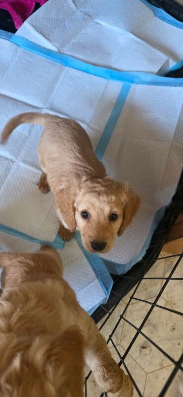 Cockapoo Puppies Ready to leave - Image 2 of 6
