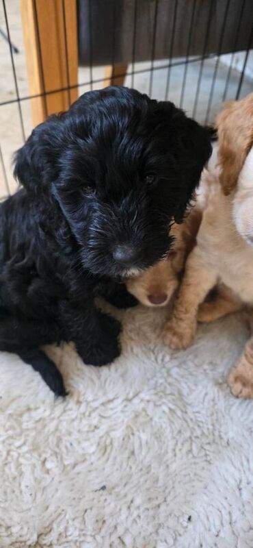 Cockapoo Puppies Ready to leave - Image 3 of 6