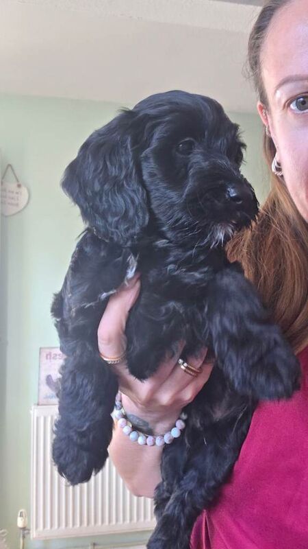 Cockapoo Puppies Ready to leave - Image 4 of 6