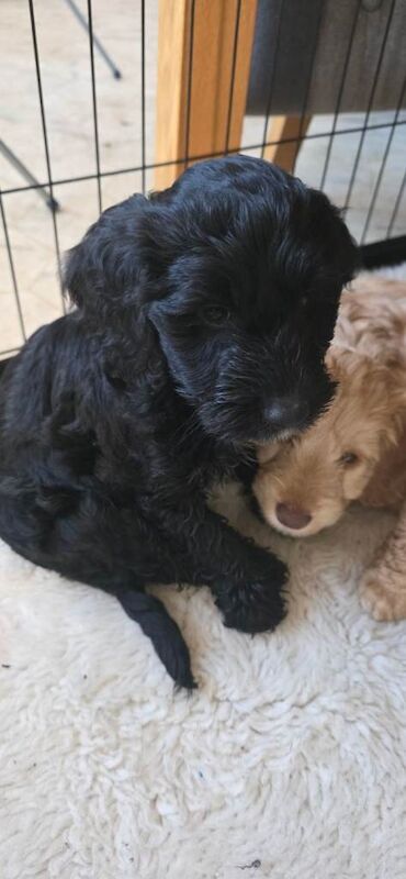 Cockapoo Puppies Ready to leave - Image 5 of 6