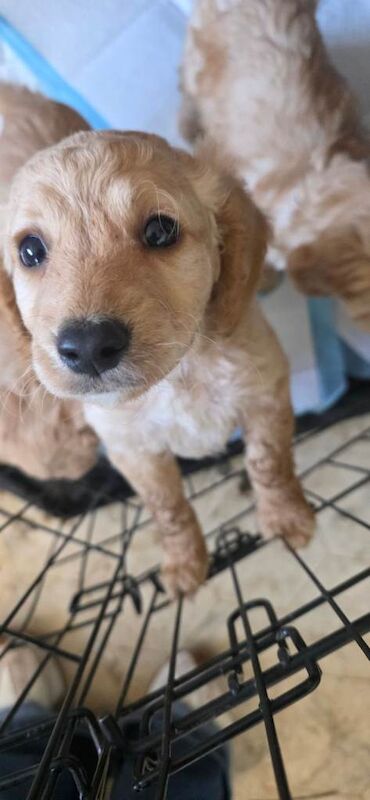 Cockapoo Puppies Ready to leave - Image 6 of 6