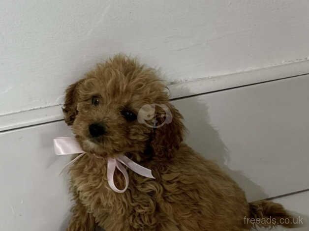 Cockapoo puppies for sale in Tyne and Wear – 1 year old - Image 2 of 5