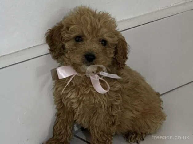 Cockapoo puppies for sale in Tyne and Wear – 1 year old - Image 3 of 5