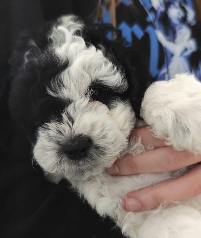 Last Boy Cockapoo Puppy - all sold for sale in Eltham, Greenwich, Greater London | Image 3