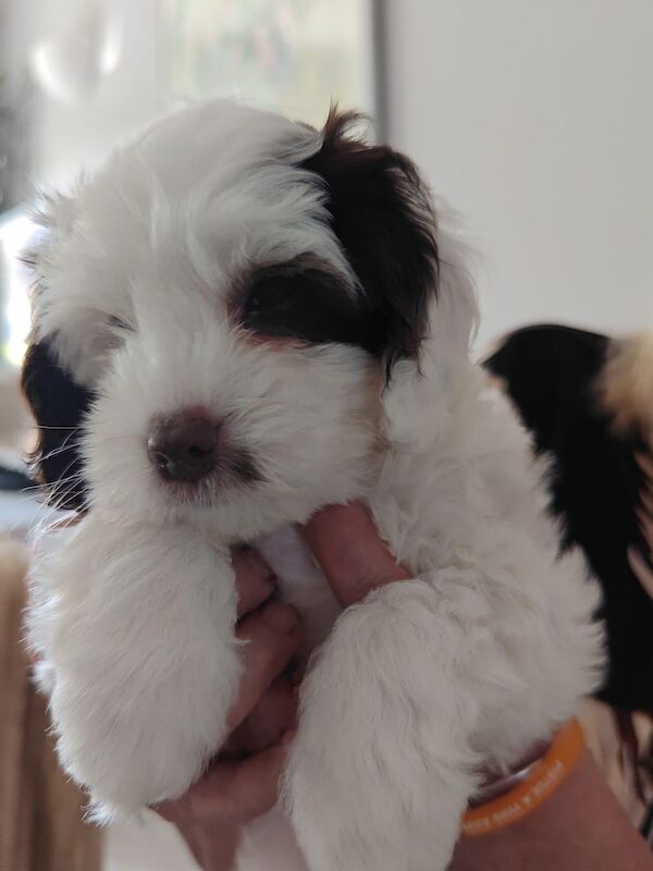 Last Boy Cockapoo Puppy - all sold for sale in Eltham, Greenwich, Greater London | Image 4