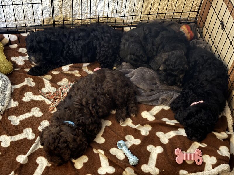 Last boy Cockapoo pup left - ALL SOLD for sale in London, Greater London - Image 6
