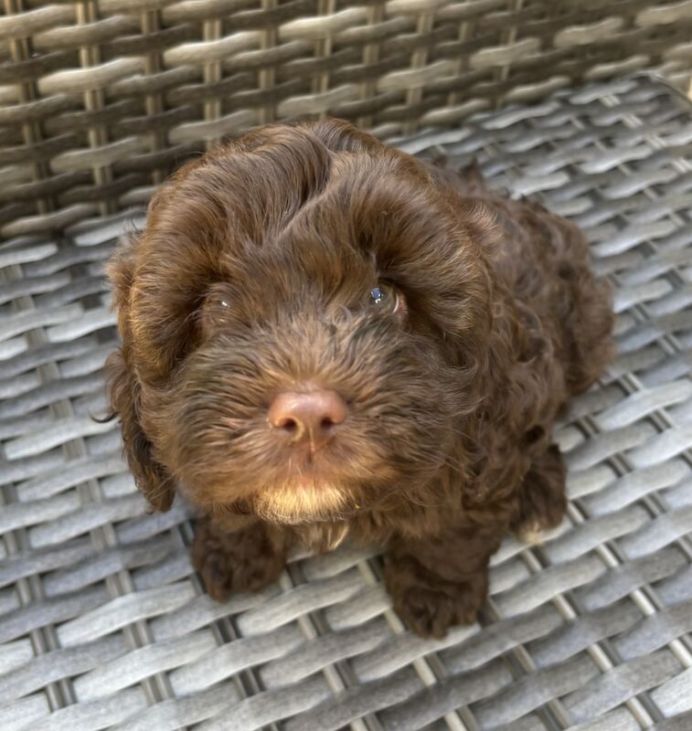 Last boy Cockapoo pup left - ALL SOLD for sale in Abbey Wood, Greenwich, Greater London - Image 3