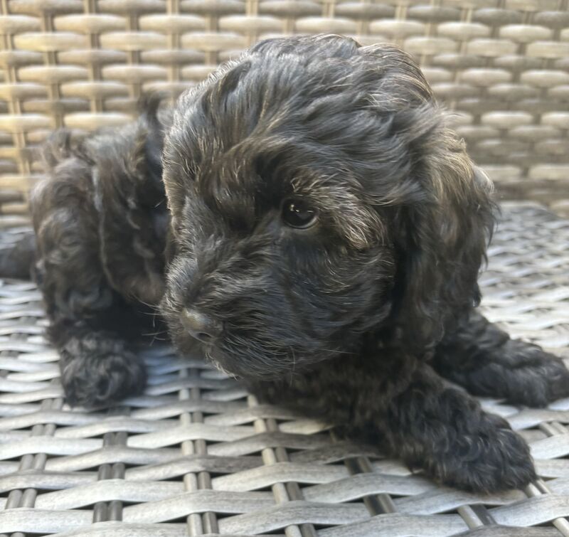 Last boy Cockapoo pup left - ALL SOLD for sale in London, Greater London - Image 5