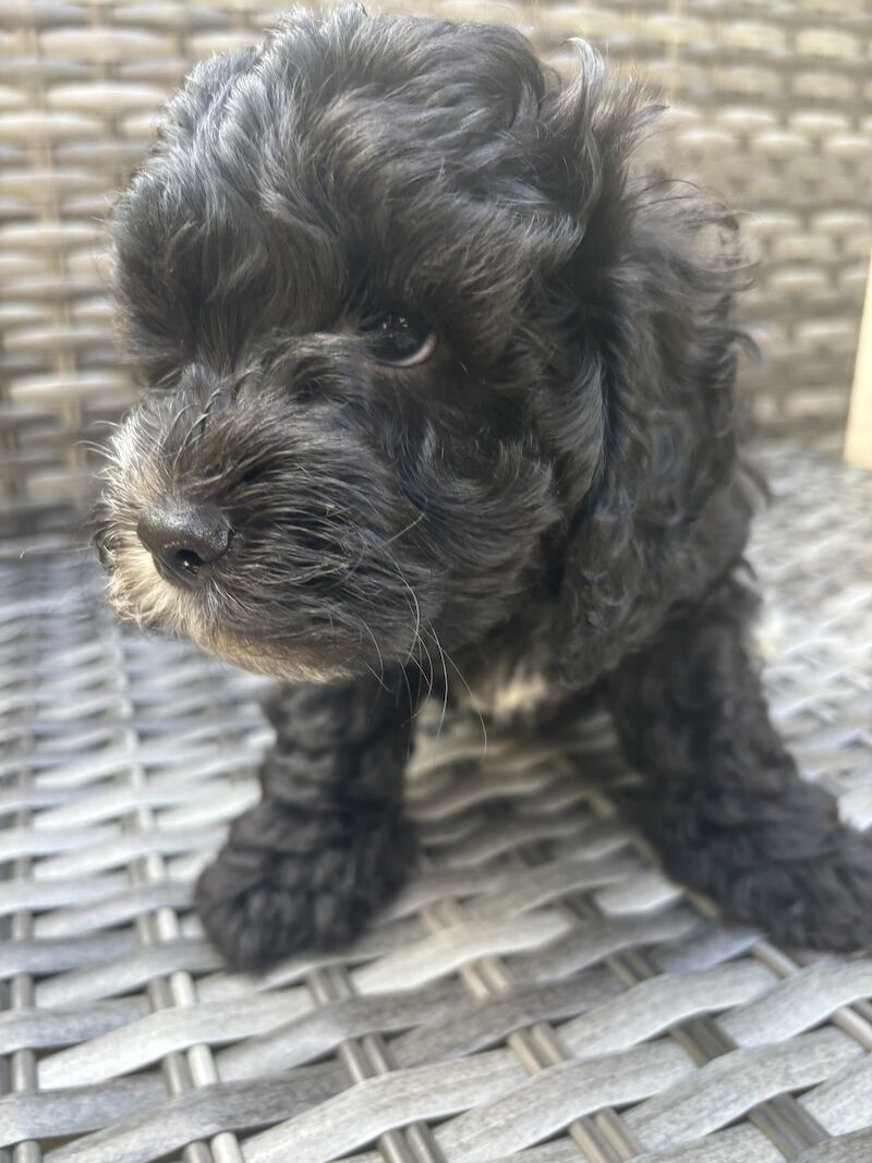 2 Cockapoo Puppies left - Now ready to leave mum for sale in Abbey Wood, Greenwich, Greater London