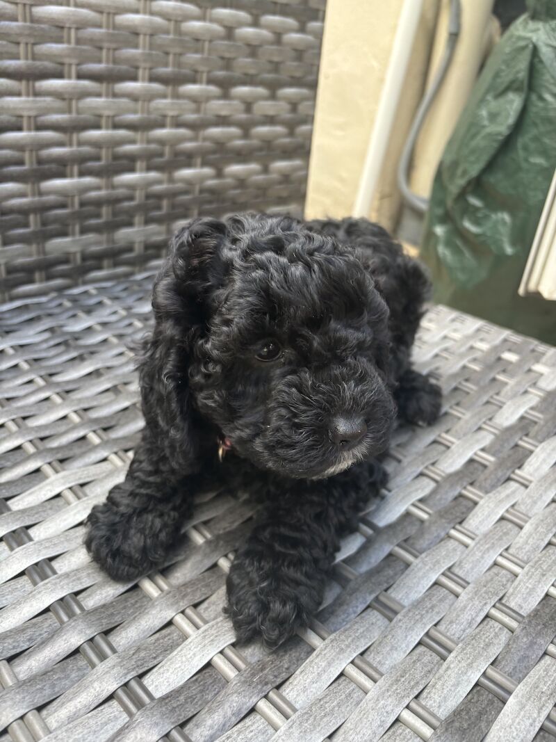Last boy Cockapoo pup left - ALL SOLD for sale in Abbey Wood, Greenwich, Greater London - Image 2
