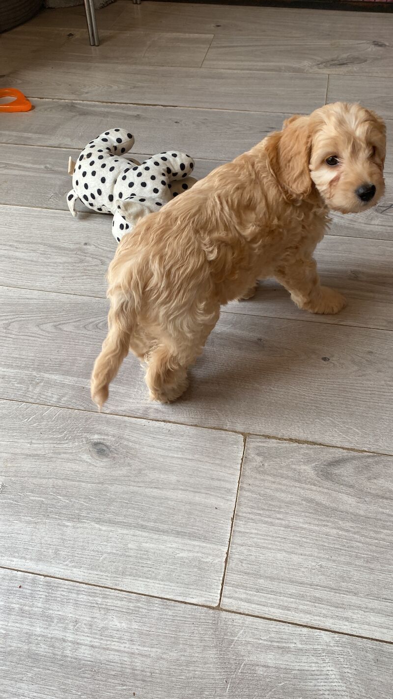 F1 Toy Cockapoo puppies - Image 4 of 13