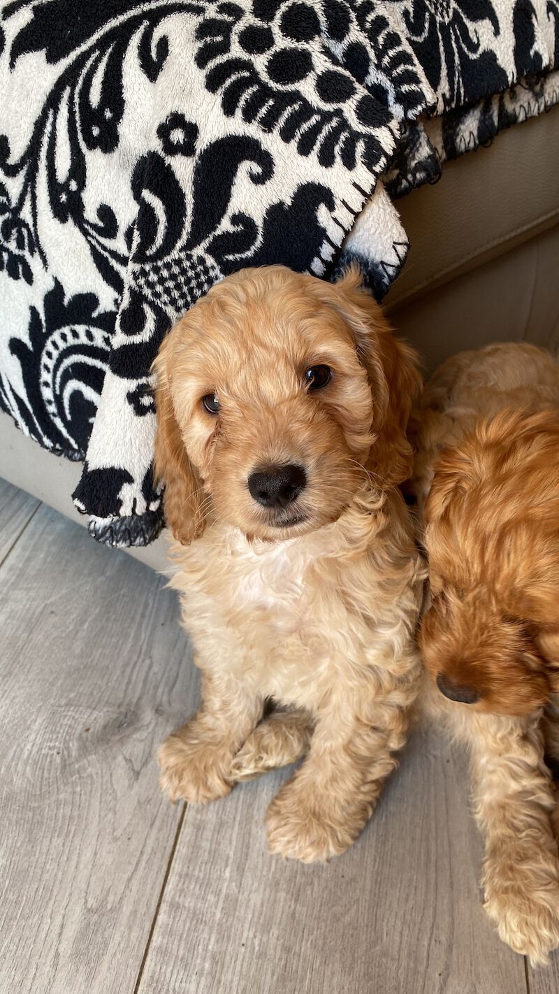 F1 Toy Cockapoo puppies - Image 3 of 13