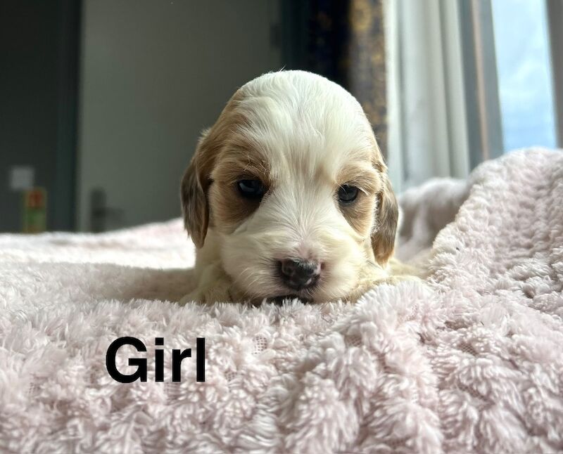 Cockapoo puppies ready to leave us from 10th July - Image 3 of 7