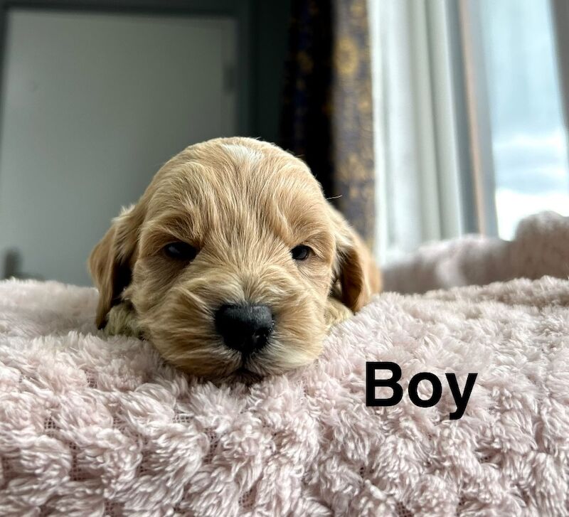 Cockapoo puppies ready to leave us from 10th July - Image 6 of 7