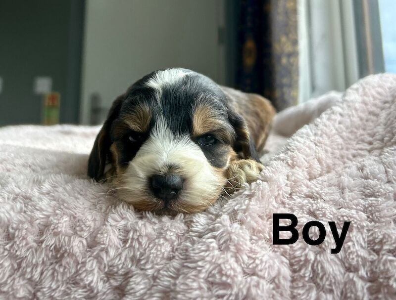Cockapoo puppies ready to leave us from 10th July - Image 7 of 7