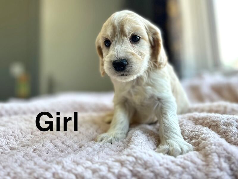 Cockapoo puppies ready to leave us from 30th June - Image 3 of 7