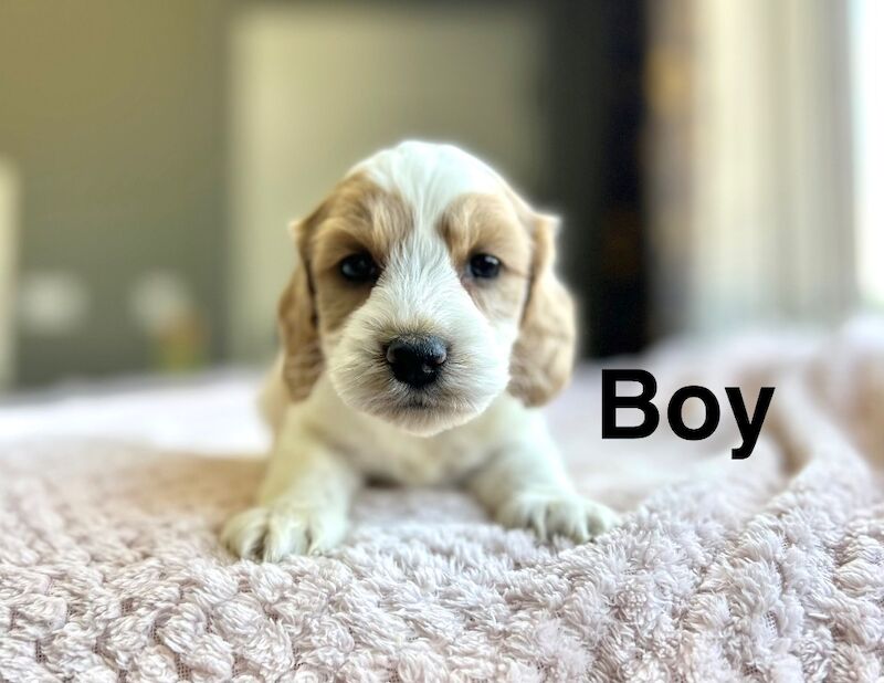 Cockapoo puppies ready to leave us from 30th June - Image 4 of 7