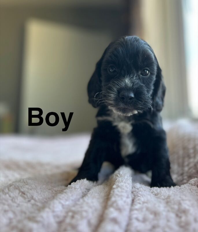 Cockapoo puppies ready to leave us from 30th June - Image 6 of 7