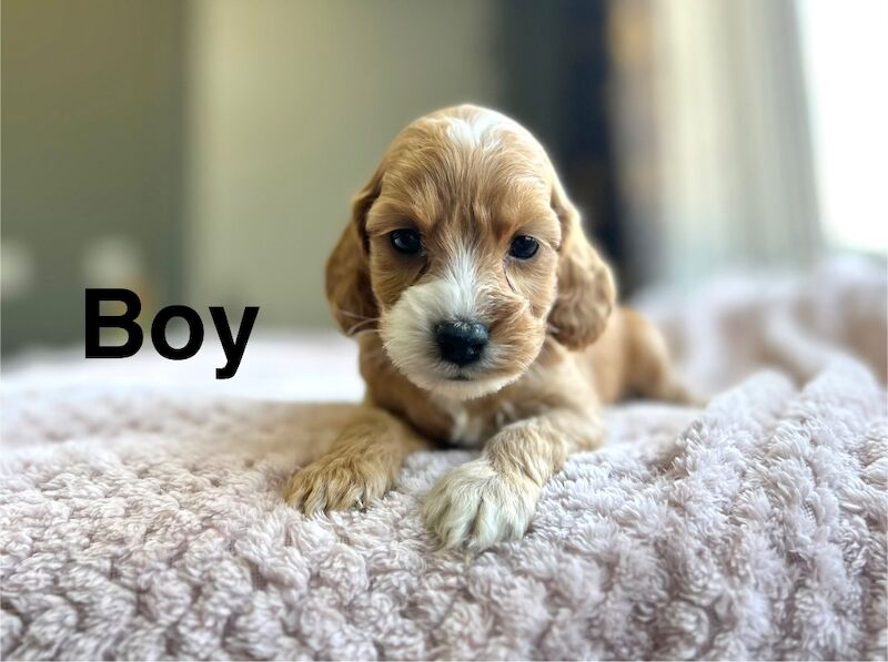 Cockapoo puppies ready to leave us from 30th June - Image 7 of 7