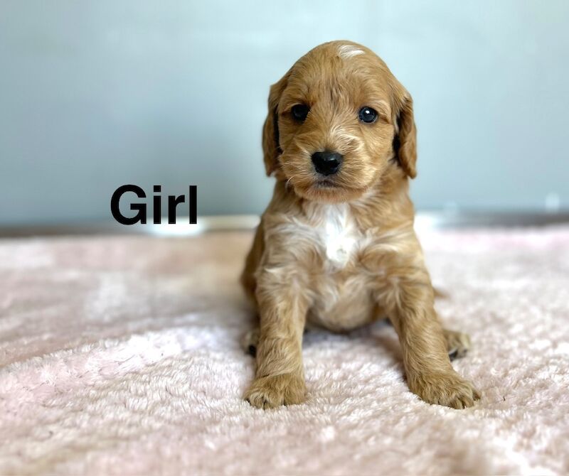 Cockapoo puppies ready to leave us from 30th May - Image 4 of 5
