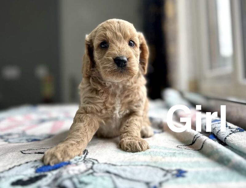 Cockapoo puppies ready to leave us in a few weeks time