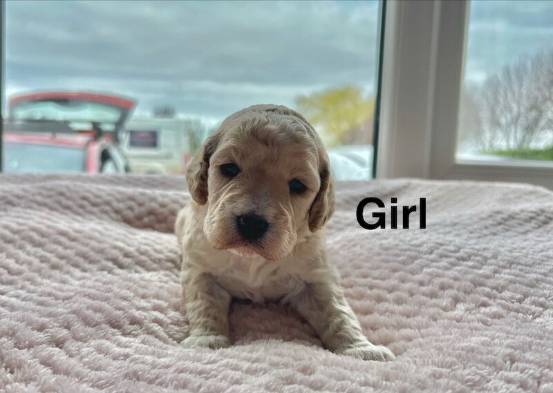 Cockapoo puppies ready to leave us in April - Image 2 of 4