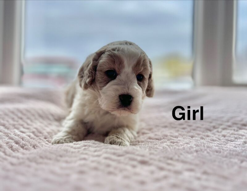 Cockapoo puppies ready to leave us in April - Image 3 of 4