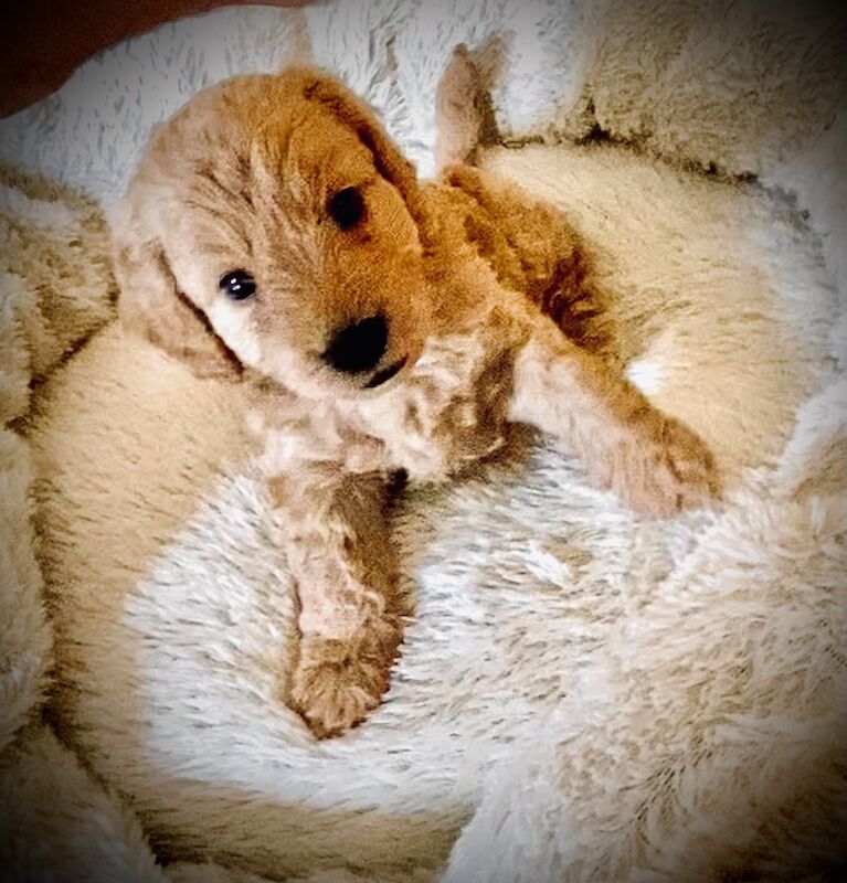 F1 Toy Cockapoo puppies - Image 5 of 13