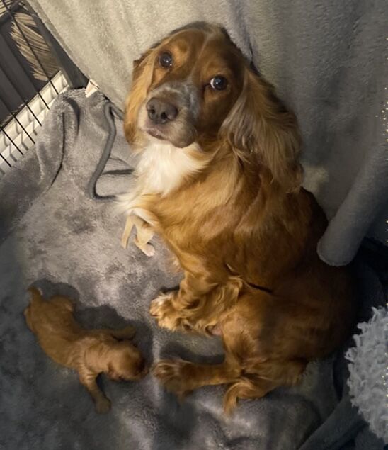 F1 Toy Cockapoo puppies - Image 6 of 13