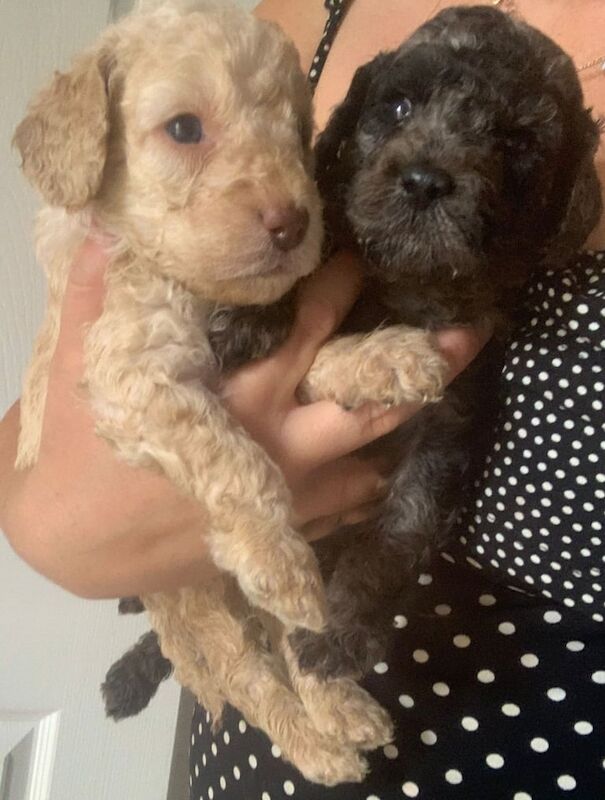 Cockapoo puppies for sale in Knowle, Bristol – 4 weeks old