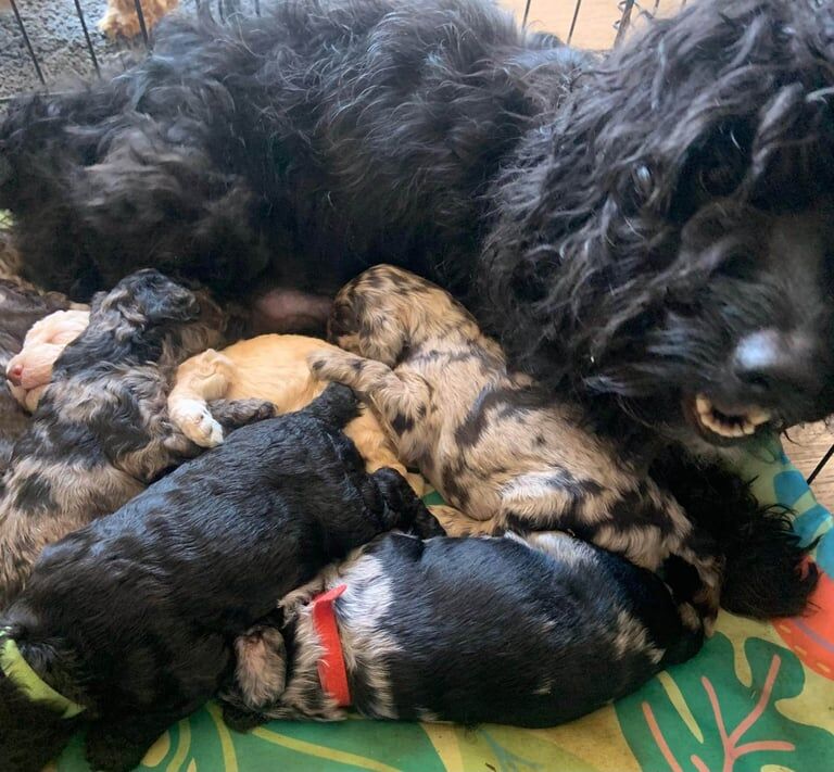 Cockapoo puppies for sale in Knowle, Bristol – 4 weeks old - Image 2 of 3