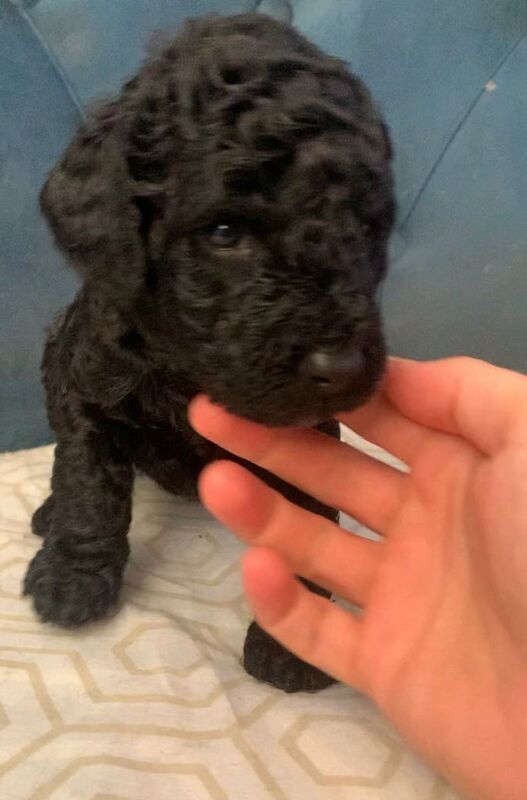 Cockapoo puppies for sale in Knowle, Bristol – 4 weeks old - Image 3 of 3